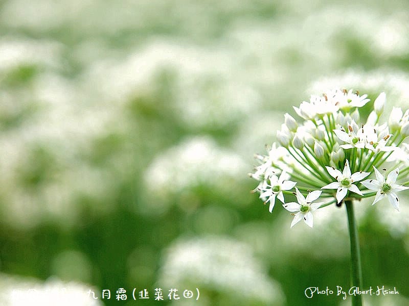 【韭菜花】桃園大溪．九月霜（壯觀的雪白花海）