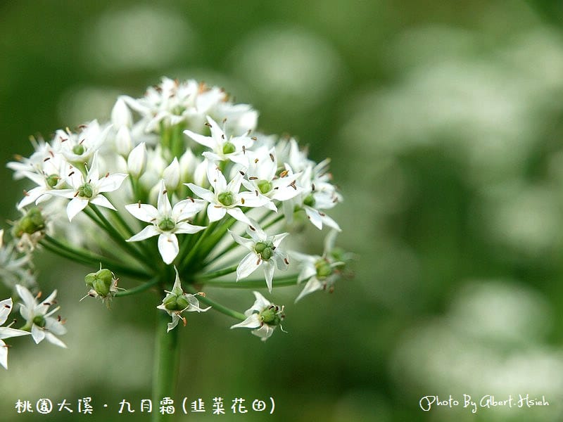 【韭菜花】桃園大溪．九月霜（壯觀的雪白花海）