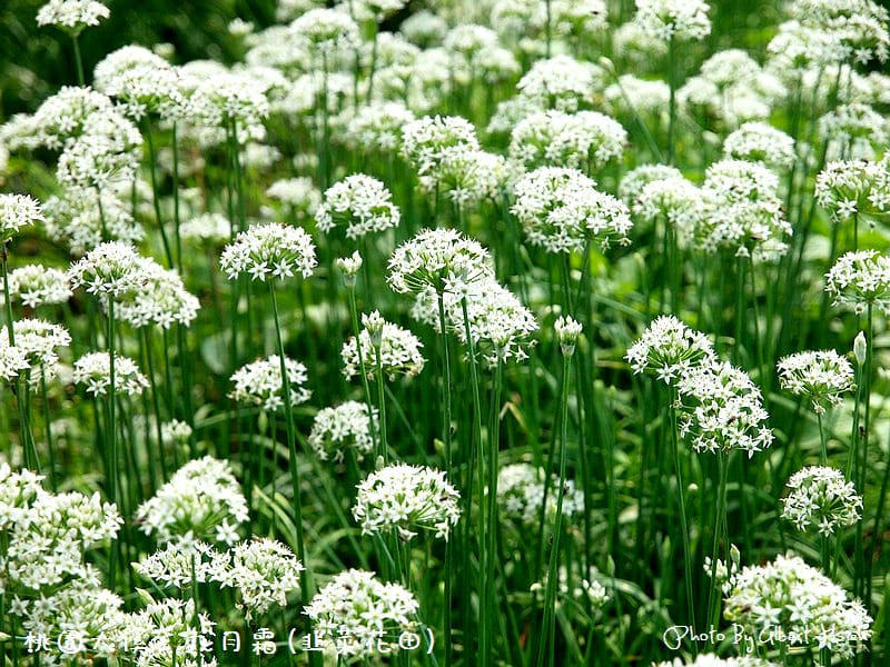 【韭菜花】桃園大溪．九月霜（壯觀的雪白花海）