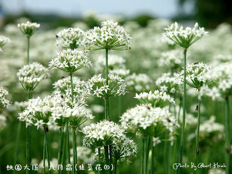 【韭菜花】桃園大溪．九月霜（壯觀的雪白花海）