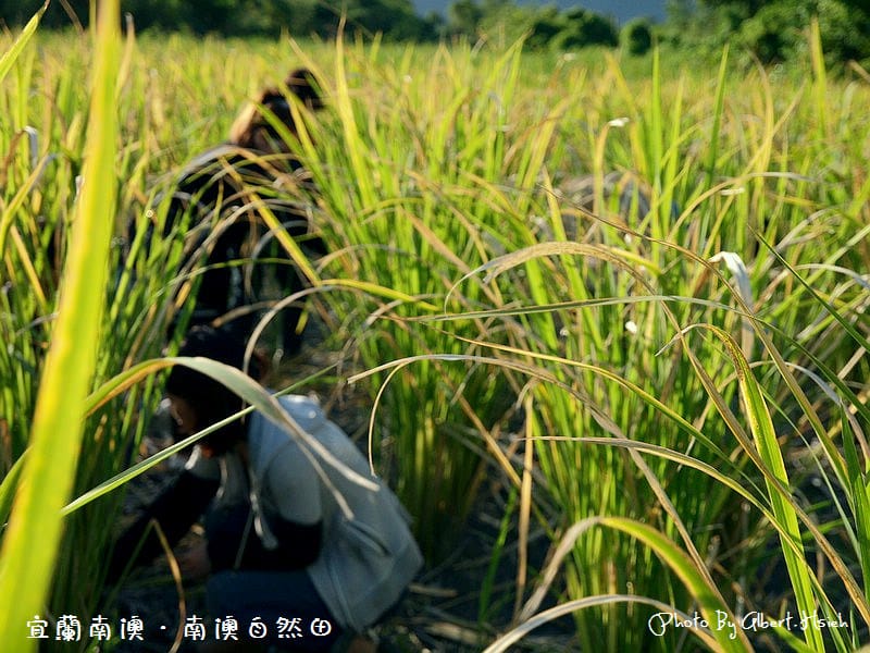【契作代耕】宜蘭南澳．拼幸福的自然田（換工初體驗）