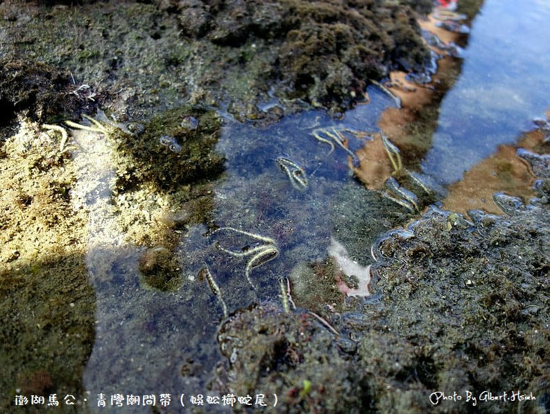 【潮間帶】澎湖馬公．青灣潮間帶（豐富的海洋生態資源）
