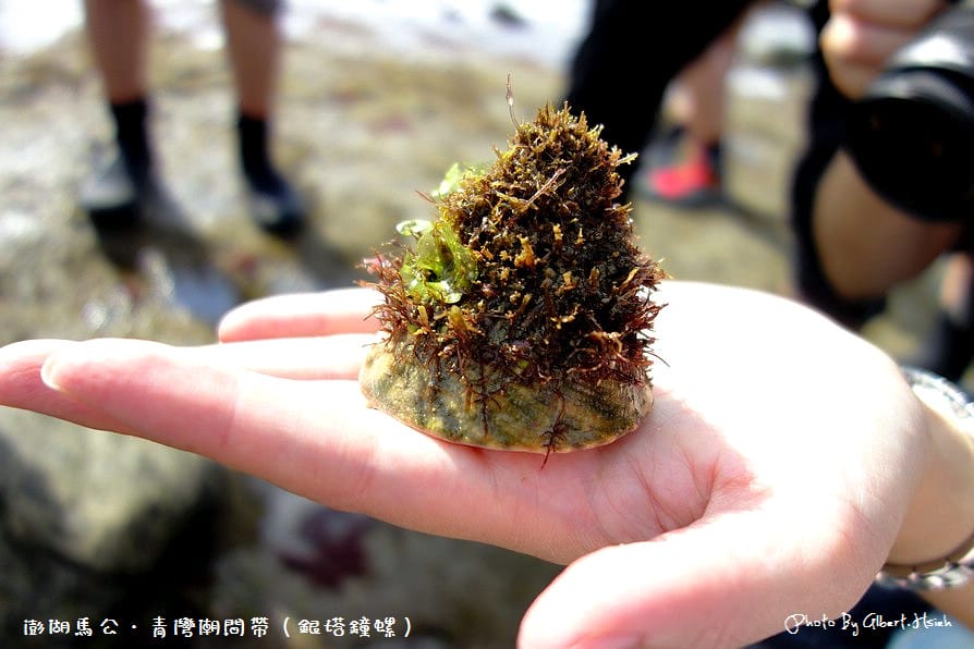 【潮間帶】澎湖馬公．青灣潮間帶（豐富的海洋生態資源）