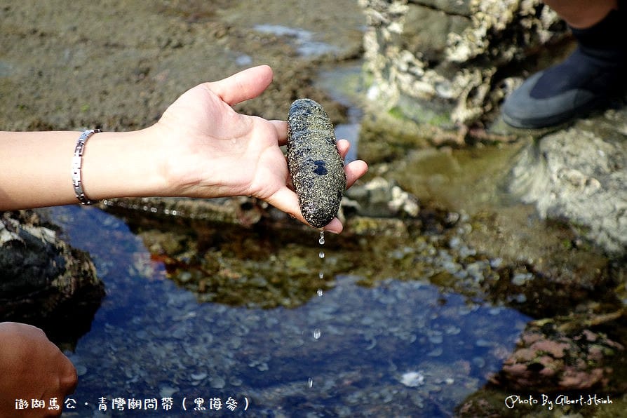 【潮間帶】澎湖馬公．青灣潮間帶（豐富的海洋生態資源）