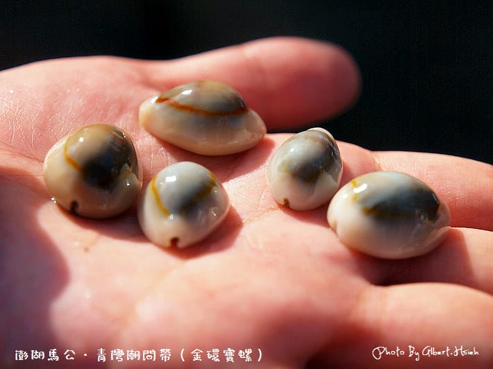 【潮間帶】澎湖馬公．青灣潮間帶（豐富的海洋生態資源）