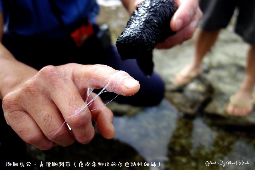 【潮間帶】澎湖馬公．青灣潮間帶（豐富的海洋生態資源）