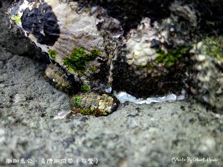 【潮間帶】澎湖馬公．青灣潮間帶（豐富的海洋生態資源）