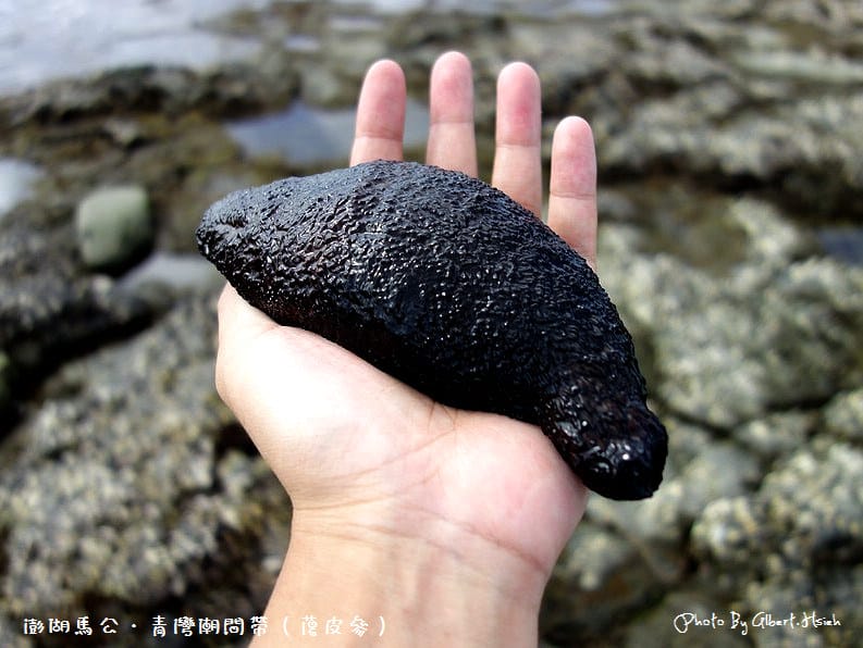 【潮間帶】澎湖馬公．青灣潮間帶（豐富的海洋生態資源）