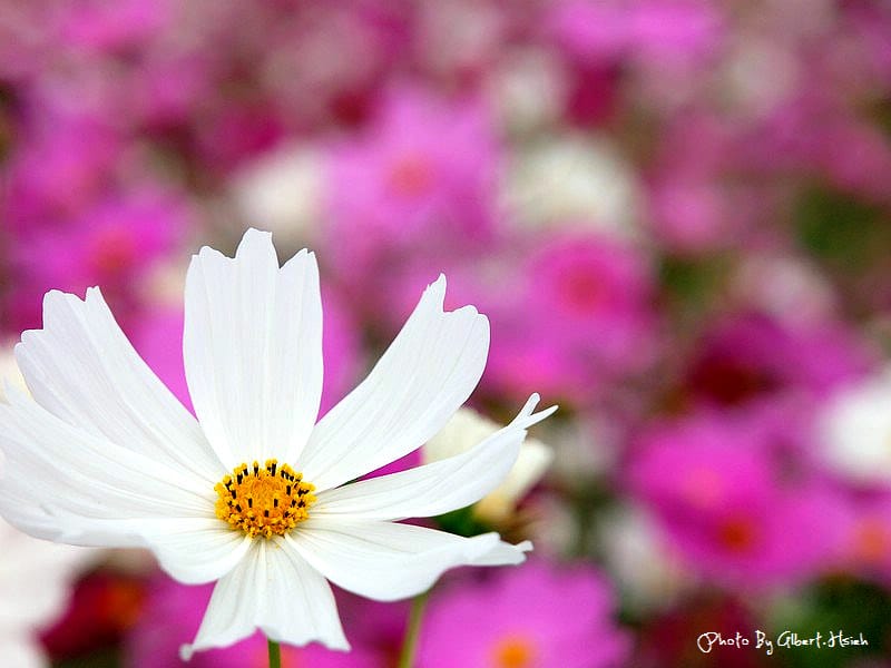 【花賞】桃園大溪．台七線美麗花海（美麗的田園花海）