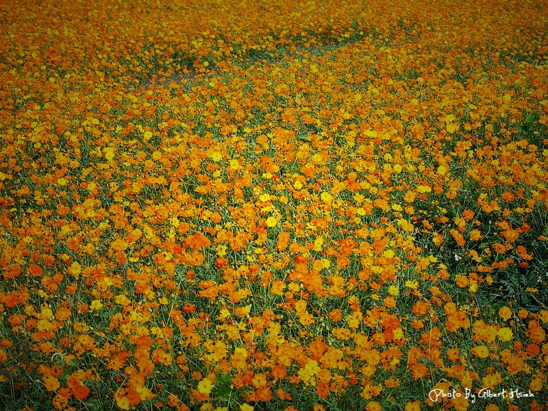 【花賞】桃園大溪．台七線美麗花海（美麗的田園花海）
