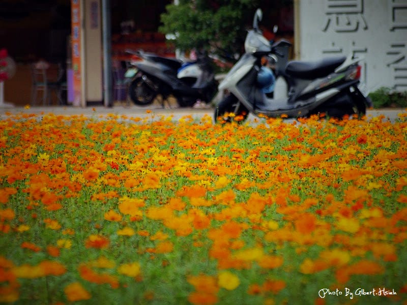 【花賞】桃園大溪．台七線美麗花海（美麗的田園花海）