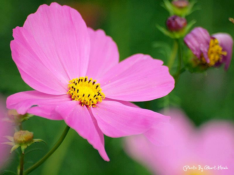 【花賞】桃園大溪．台七線美麗花海（美麗的田園花海）