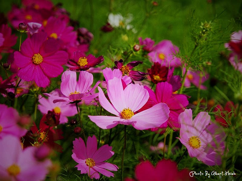 【花賞】桃園大溪．台七線美麗花海（美麗的田園花海）