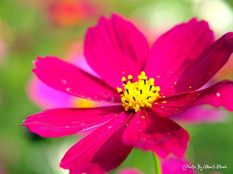 【花賞】桃園大溪．台七線美麗花海（美麗的田園花海）