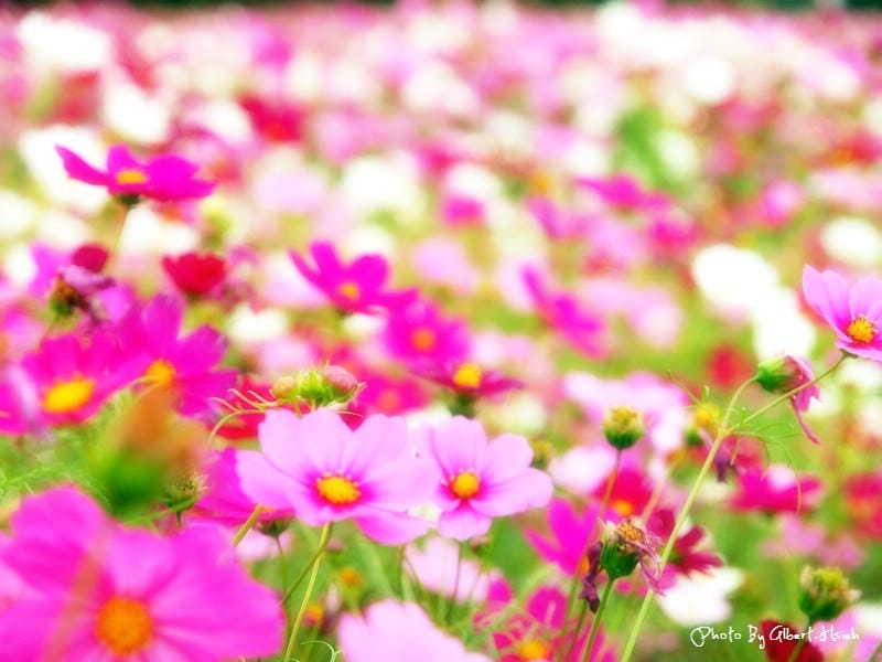 【花賞】桃園大溪．台七線美麗花海（美麗的田園花海）