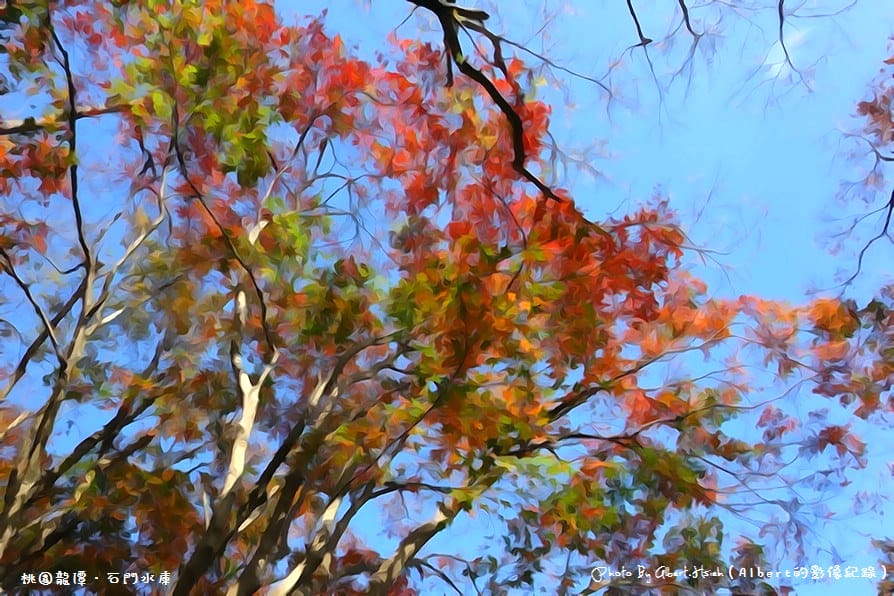 【楓葉】桃園龍潭．石門水庫（陽光照射下的楓紅更是美麗）