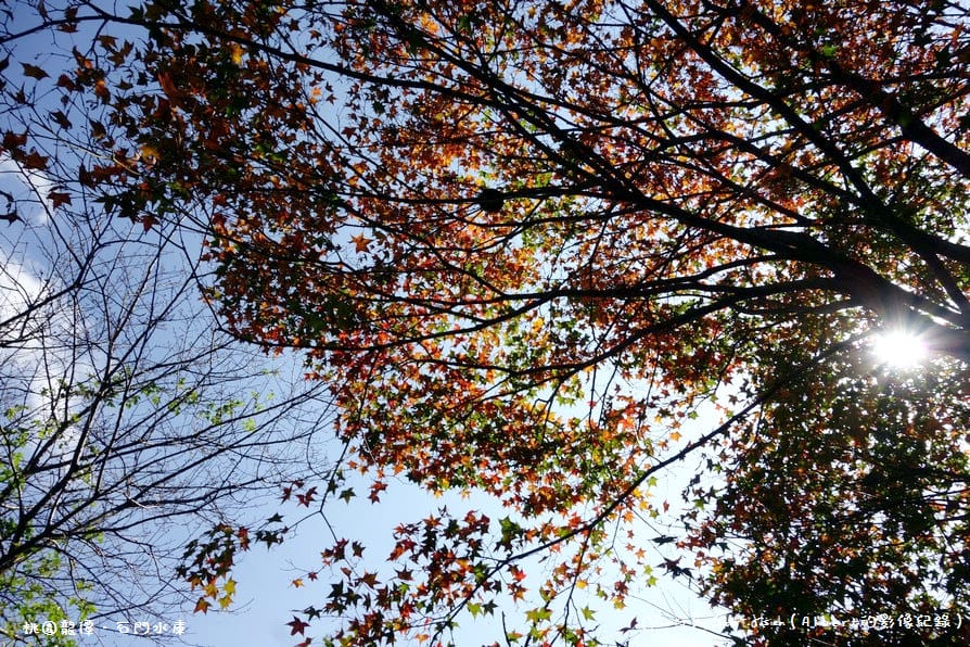 【楓葉】桃園龍潭．石門水庫（陽光照射下的楓紅更是美麗）
