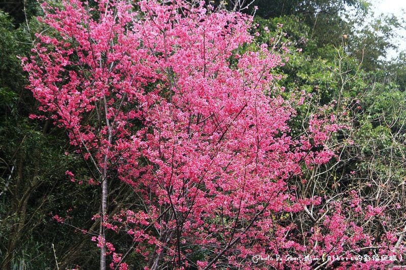 【櫻花】桃園復興．東眼山成福道路(桃119線)（美麗的山櫻花）