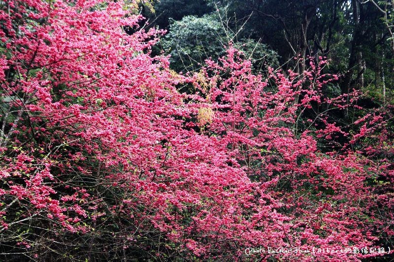 【櫻花】桃園復興．東眼山成福道路(桃119線)（美麗的山櫻花）