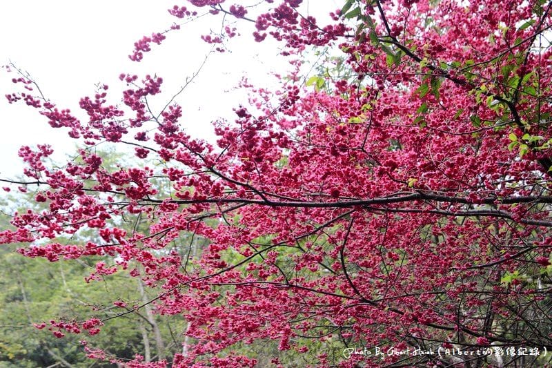 【櫻花】桃園復興．東眼山成福道路(桃119線)（美麗的山櫻花）