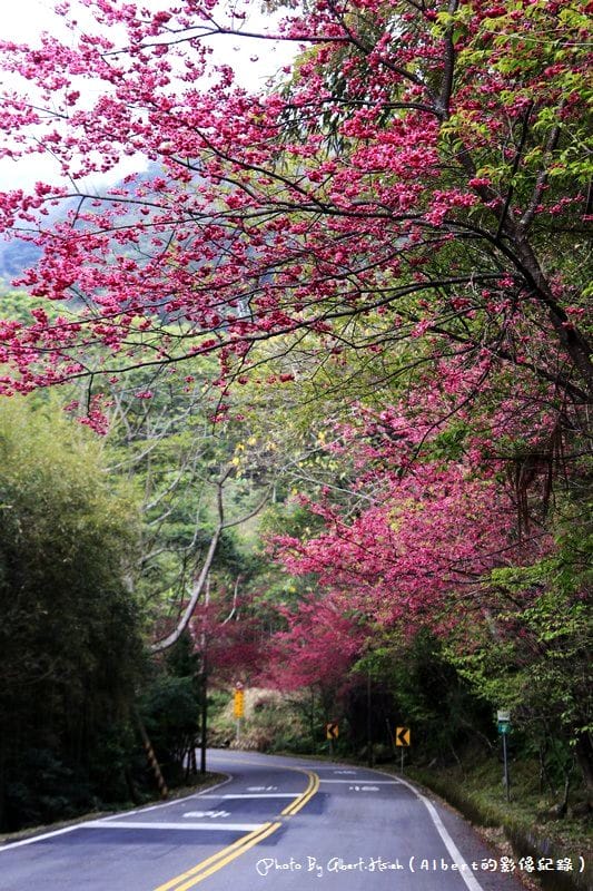 【櫻花】桃園復興．東眼山成福道路(桃119線)（美麗的山櫻花）