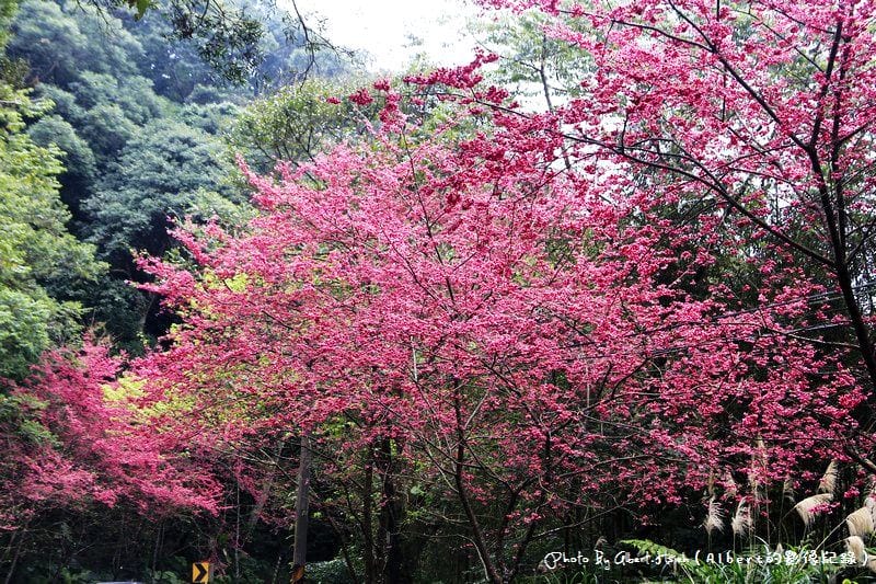 【櫻花】桃園復興．東眼山成福道路(桃119線)（美麗的山櫻花）