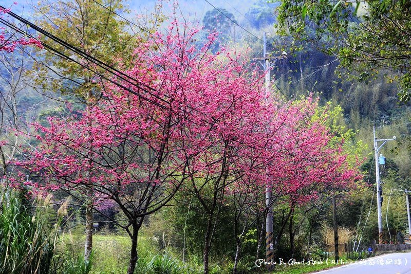 【櫻花】桃園復興．東眼山成福道路(桃119線)（美麗的山櫻花）