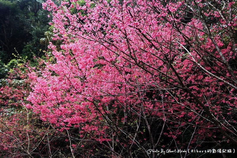 【櫻花】桃園復興．東眼山成福道路(桃119線)（美麗的山櫻花）