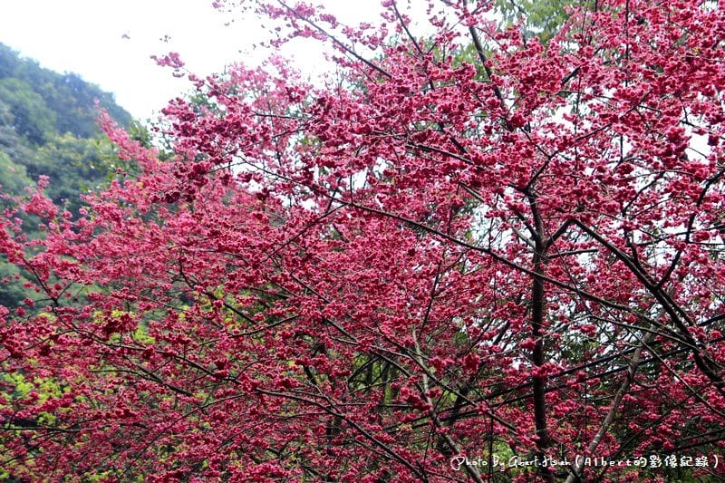 【櫻花】桃園復興．東眼山成福道路(桃119線)（美麗的山櫻花）