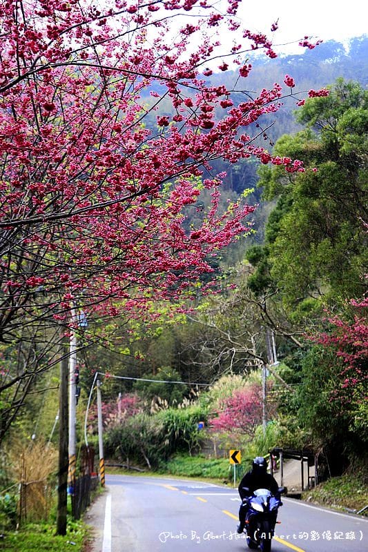 【櫻花】桃園復興．東眼山成福道路(桃119線)（美麗的山櫻花）
