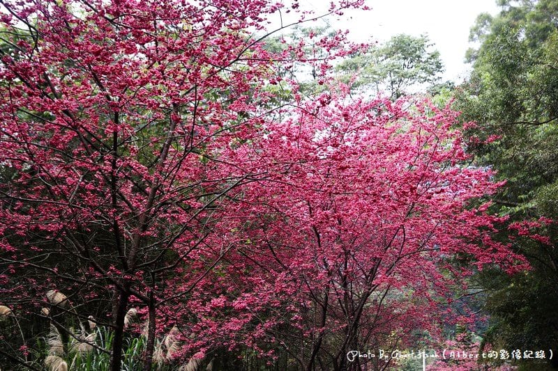 【櫻花】桃園復興．東眼山成福道路(桃119線)（美麗的山櫻花）