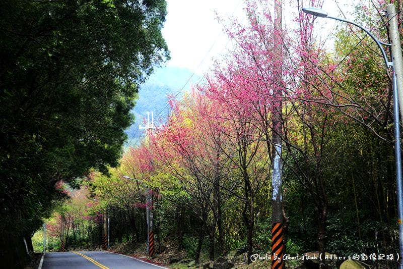 【櫻花】桃園復興．東眼山成福道路(桃119線)（美麗的山櫻花）