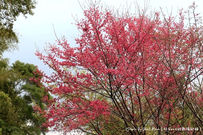 【櫻花】桃園復興．東眼山成福道路(桃119線)（美麗的山櫻花）