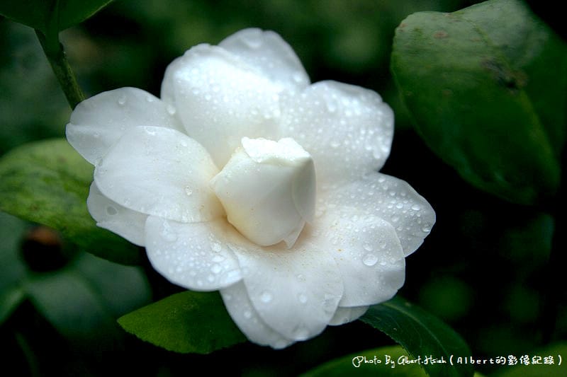 【茶花】桃園大溪．大溪茶花園（各式各樣的美麗茶花）