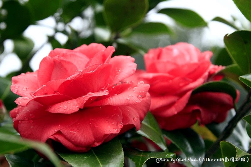【茶花】桃園大溪．大溪茶花園（各式各樣的美麗茶花）