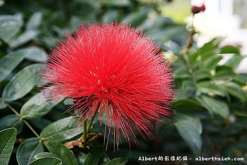 【炮竹紅】桃園大溪．石門水庫（迎風擺動，姿態輕盈的美麗花朵）