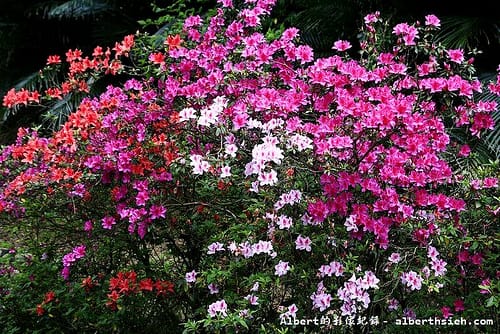 【炮竹紅】桃園大溪．石門水庫（迎風擺動，姿態輕盈的美麗花朵）