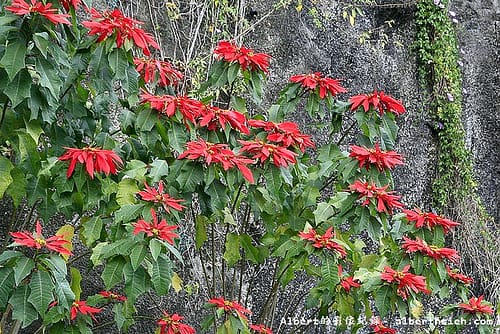 【炮竹紅】桃園大溪．石門水庫（迎風擺動，姿態輕盈的美麗花朵）