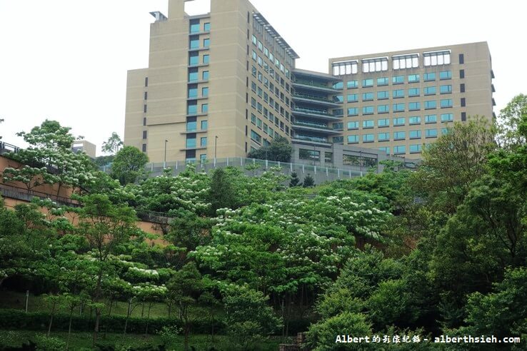 【樹已被砍】桃園龜山．桃園長庚（院外飄起了五月雪） @愛伯特