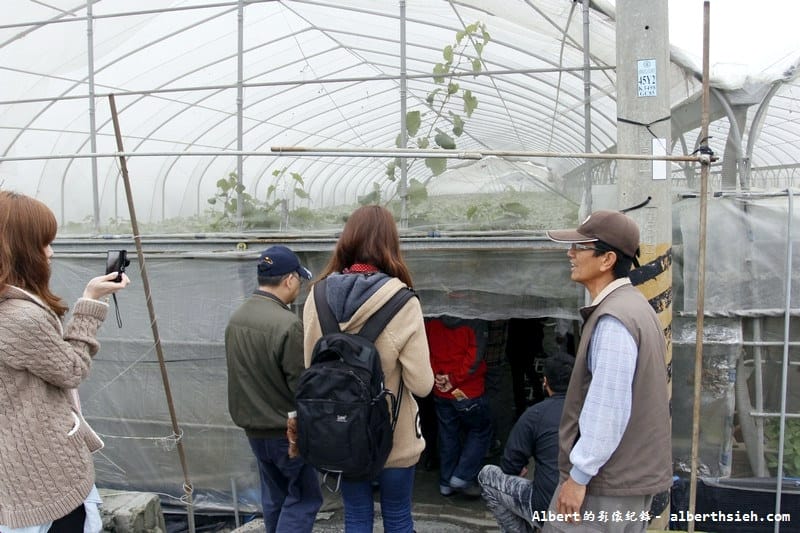【希望廣場】彰化溪湖．大員美果葡萄園（通過產銷履歷的美味巨峰葡萄）
