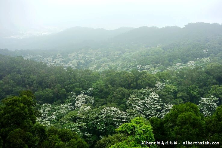 【油桐花】苗栗銅鑼．雙峰山平和慈惠堂（登高望遠賞油桐） @愛伯特