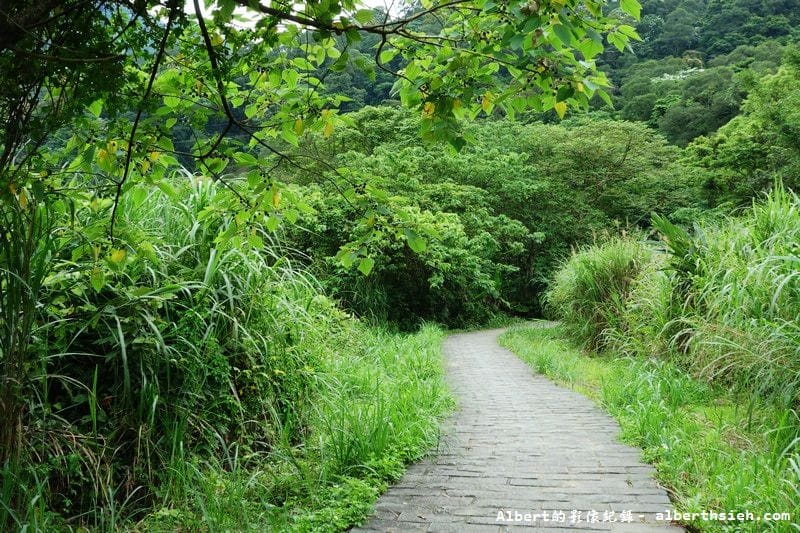 【油桐花】桃園大溪.打鐵寮古道(筆直陡上涼爽的古道) - 第2張圖 【油桐花】桃園大溪.打鐵寮古道(筆直陡上涼爽的古道)