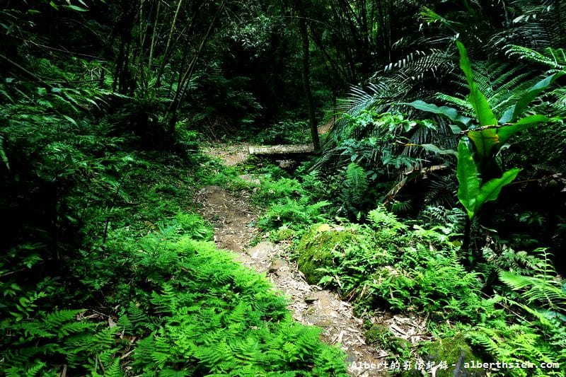 【油桐花】桃園大溪.打鐵寮古道(筆直陡上涼爽的古道) - 第14張圖 【油桐花】桃園大溪.打鐵寮古道(筆直陡上涼爽的古道)
