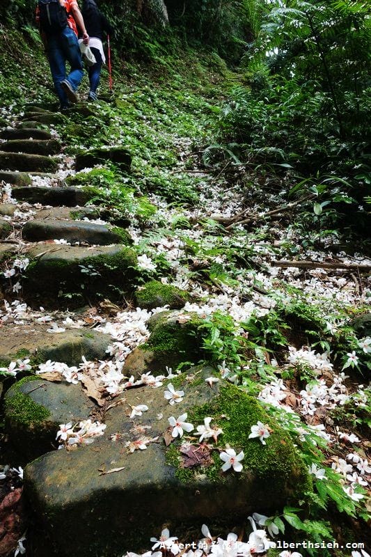 【油桐花】桃園大溪.打鐵寮古道(筆直陡上涼爽的古道) - 第17張圖 【油桐花】桃園大溪.打鐵寮古道(筆直陡上涼爽的古道)