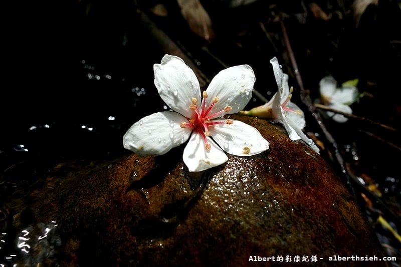 【油桐花】桃園大溪.打鐵寮古道(筆直陡上涼爽的古道) - 第22張圖 【油桐花】桃園大溪.打鐵寮古道(筆直陡上涼爽的古道)