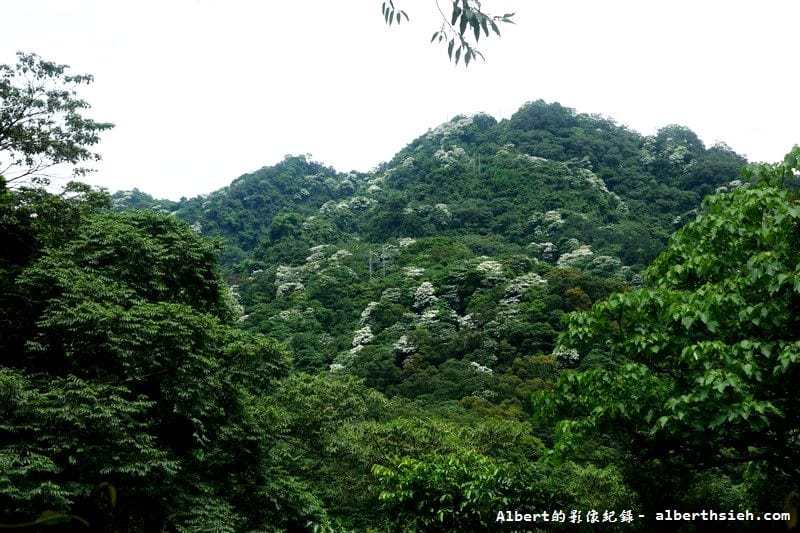 【油桐花】桃園大溪.打鐵寮古道(筆直陡上涼爽的古道) - 第5張圖 【油桐花】桃園大溪.打鐵寮古道(筆直陡上涼爽的古道)