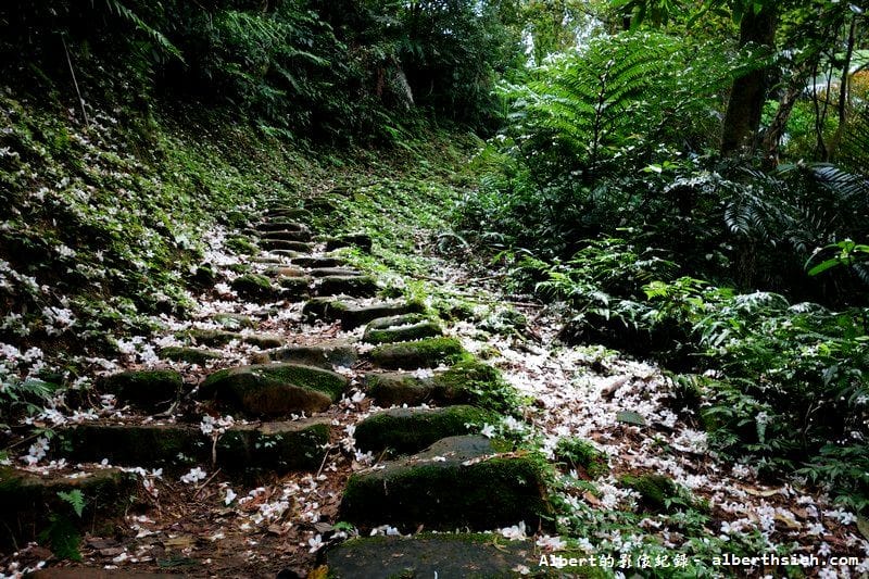 【油桐花】桃園大溪.打鐵寮古道(筆直陡上涼爽的古道) - 第18張圖 【油桐花】桃園大溪.打鐵寮古道(筆直陡上涼爽的古道)