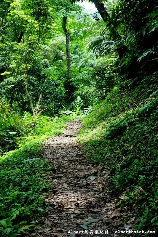 【油桐花】桃園大溪.打鐵寮古道(筆直陡上涼爽的古道) - 第15張圖 【油桐花】桃園大溪.打鐵寮古道(筆直陡上涼爽的古道)