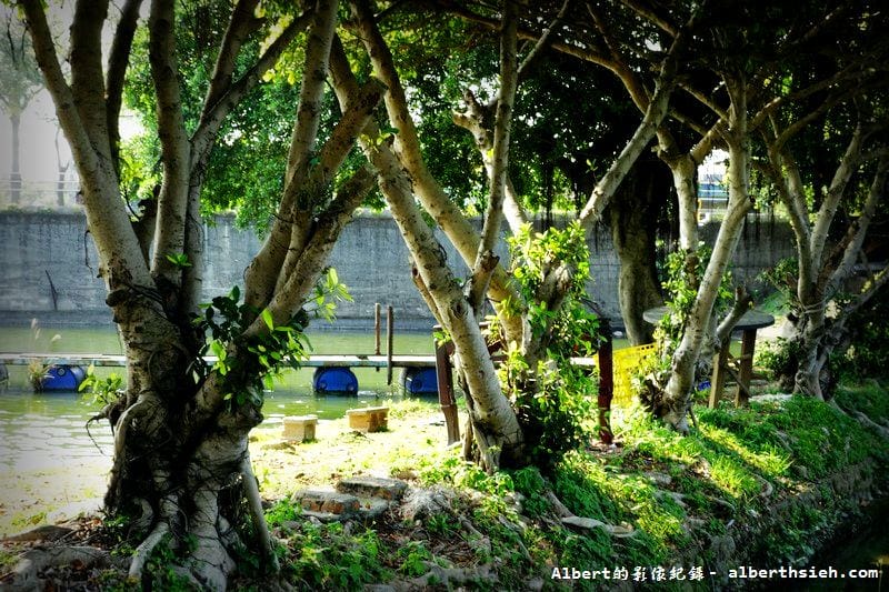 內壢釣魚池.桃園景點(金黃亮麗的黃金榕超迷人) - 第12張圖 內壢釣魚池.桃園景點(金黃亮麗的黃金榕超迷人)