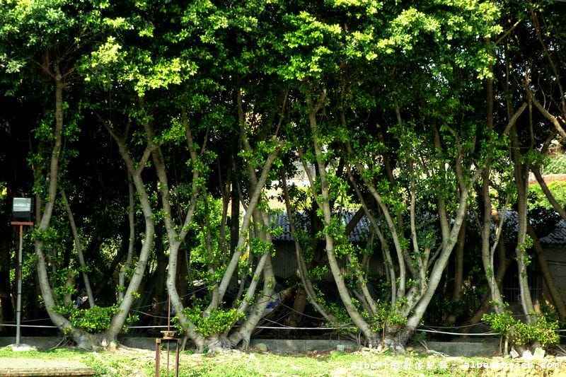 內壢釣魚池.桃園景點(金黃亮麗的黃金榕超迷人) - 第13張圖 內壢釣魚池.桃園景點(金黃亮麗的黃金榕超迷人)
